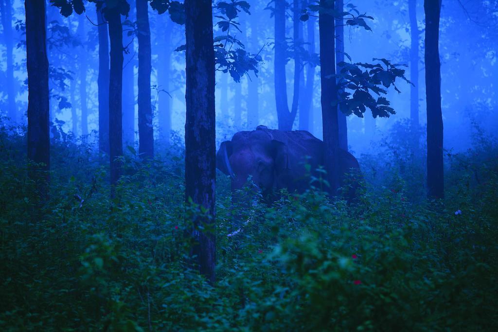 The Woods Resorts Wayanad Sultan Bathery Eksteriør billede