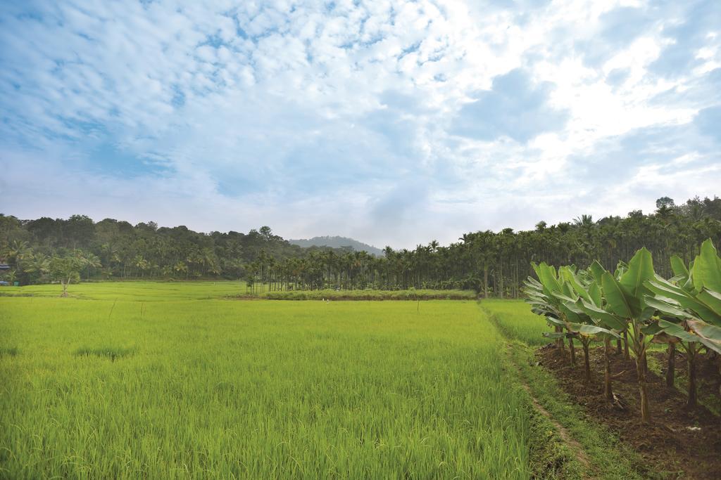 The Woods Resorts Wayanad Sultan Bathery Eksteriør billede